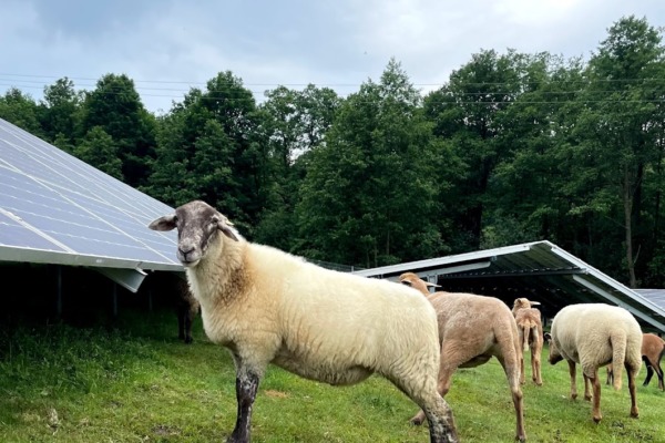 Zwanzig Schafe weiden im Sommer im SiLi-Solarpark